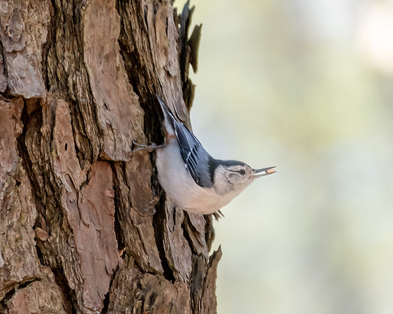 nuthatch3 2023_03_14-Edit-facebook