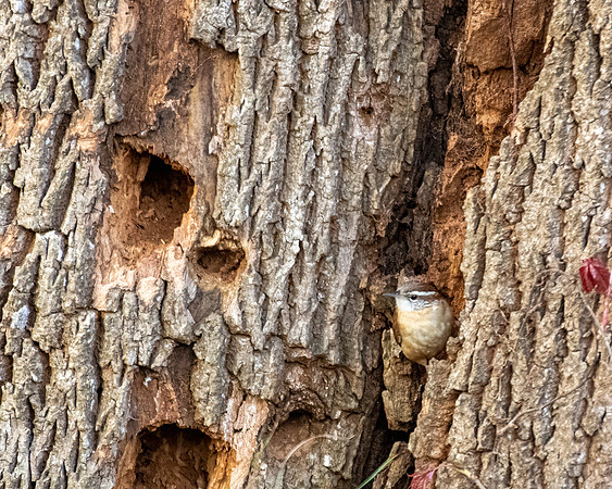 carolina wren 2023_03_17-Edit-facebook