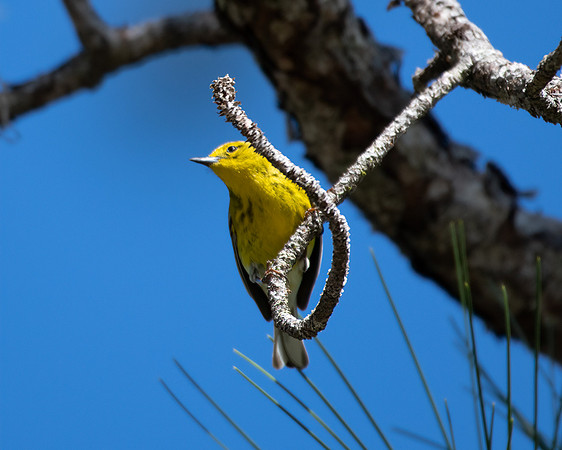yellow warbler1 2023_03_11-Edit-facebook