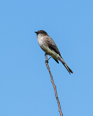 eastern phoebe 2023_02_08-Edit-facebook