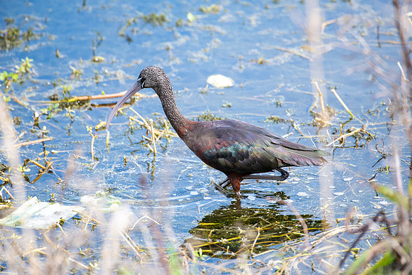 glossy ibis 2023_02_09-facebook