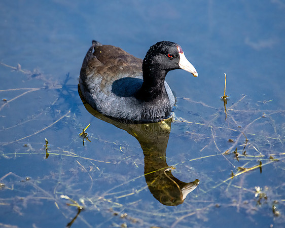coot 2023_02_07-Edit-facebook