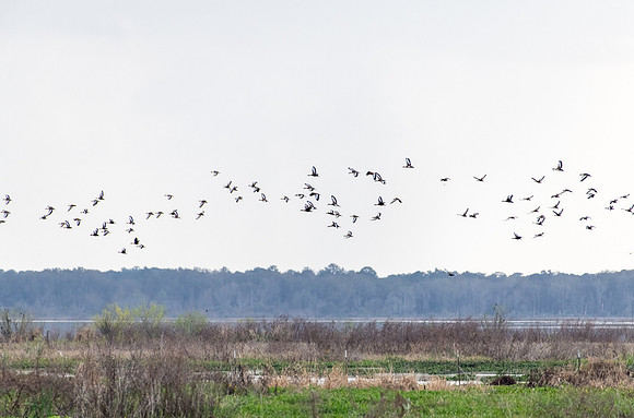 black bellied in flight 2023_02_09-facebook