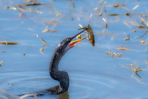 anhinga fish 2023_02_07-Edit-facebook