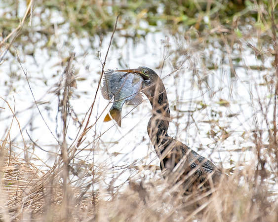 anhinga fishing2 2023_02_09-Edit-facebook