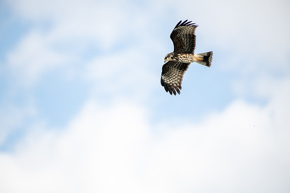 kite in flight1 2023_02_09-facebook