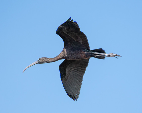 glossy ibis in flight 2023_02_17-facebook