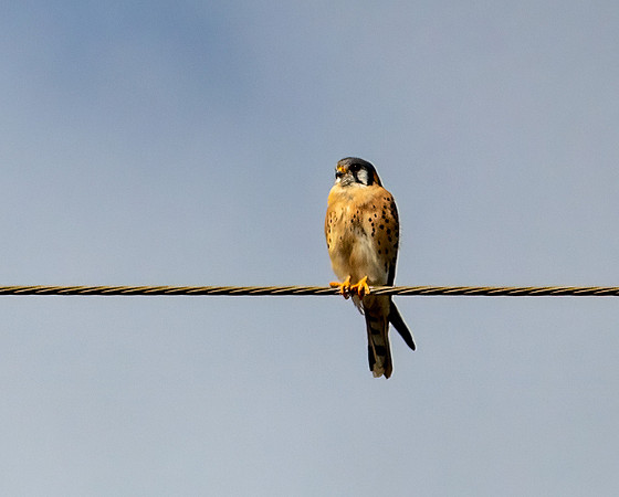 kestrel 2023_02_09-Edit-facebook