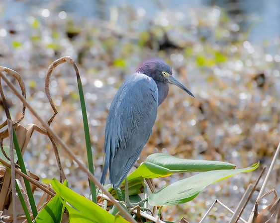 little blue heron2 2023_02_09-facebook