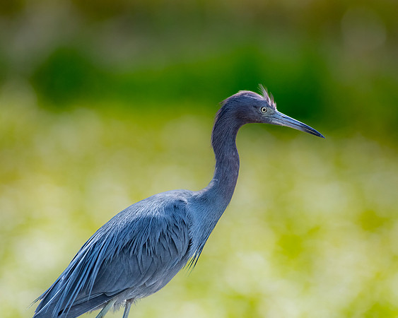 little blue heron 2023_02_15-Edit-facebook