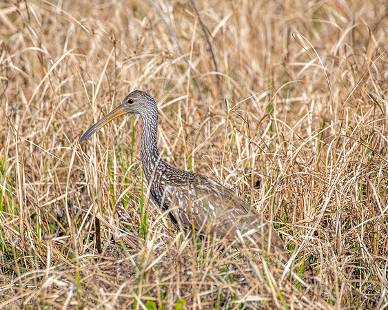 limpkin 2023_02_08-Edit-facebook