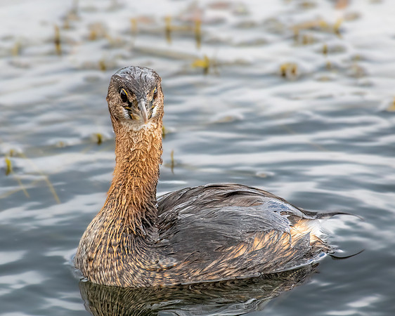 pie billed grebe2 2023_02_09-Edit-facebook