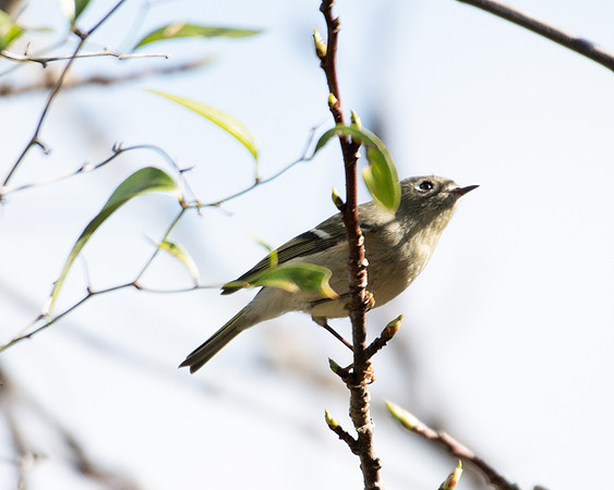ruby crowned kinglet 2023_02_17-facebook