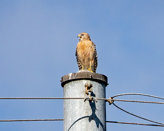 red shouldered hawk 2023_02_09-Edit-facebook