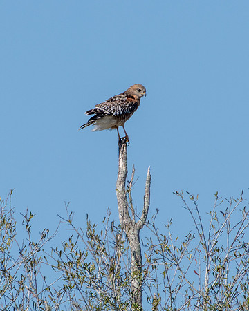 red shouldered hawk 2023_02_06-facebook