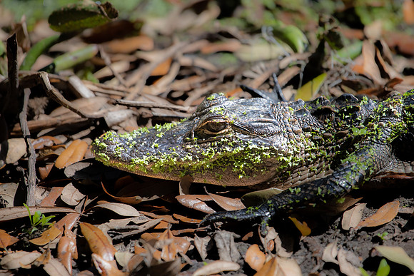 small gator 2023_02_18-facebook