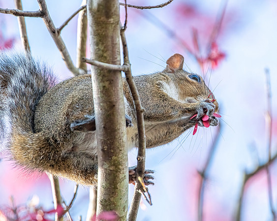 squirrel 2023_02_08-Edit-facebook