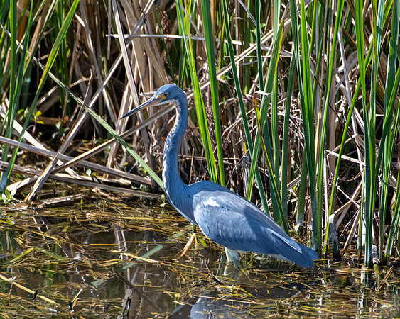 tri colored heron 2023_02_07-facebook