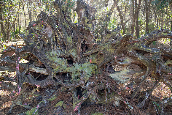 stump lichen 2023_02_14-facebook