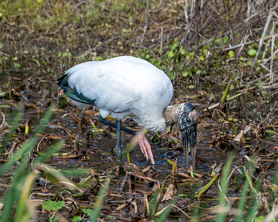 wood stork 2023_02_15-facebook
