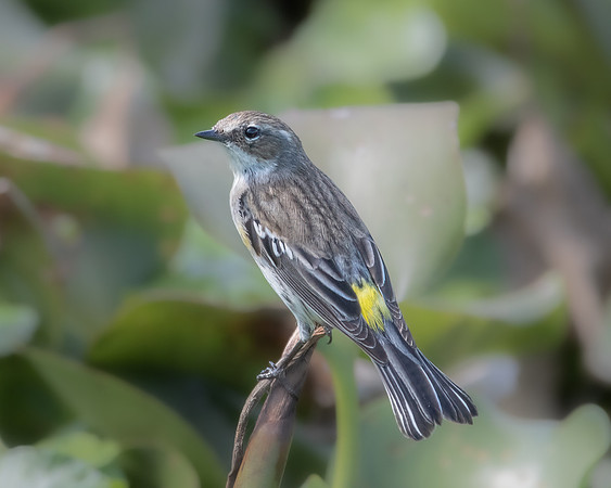 yellow rumped warbler 2023_02_15-Edit-facebook