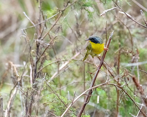 yellowthroat 2023_02_09-Edit-facebook