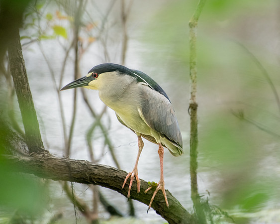 night heron 2023_02_24-Edit-facebook