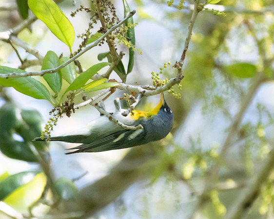 northern parula3 2023_02_21-Edit-facebook
