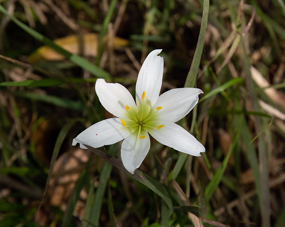 Zephyranthes flower 2023_02_20-Edit-facebook