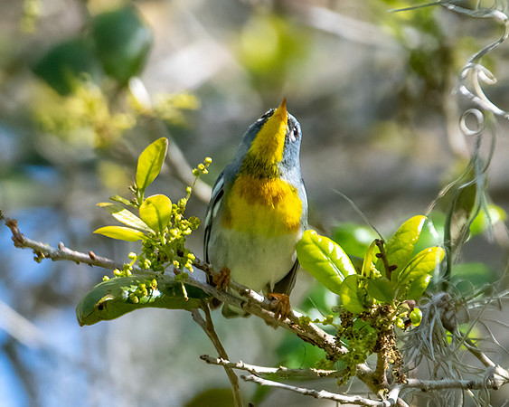 northern parula2 2023_02_21-Edit-facebook