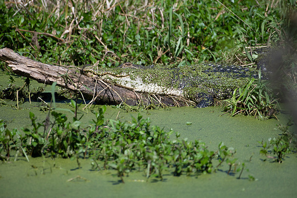 gator hiding 2023_02_21-facebook