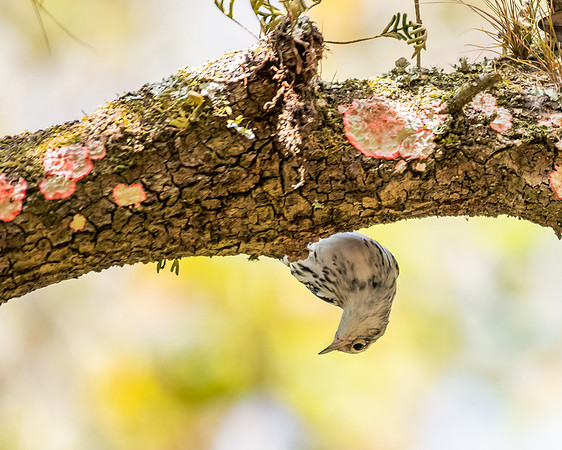 black and white warbler2 2023_02_24-Edit-facebook