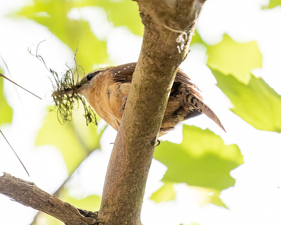 carolina wren 2023_02_24-Edit-facebook