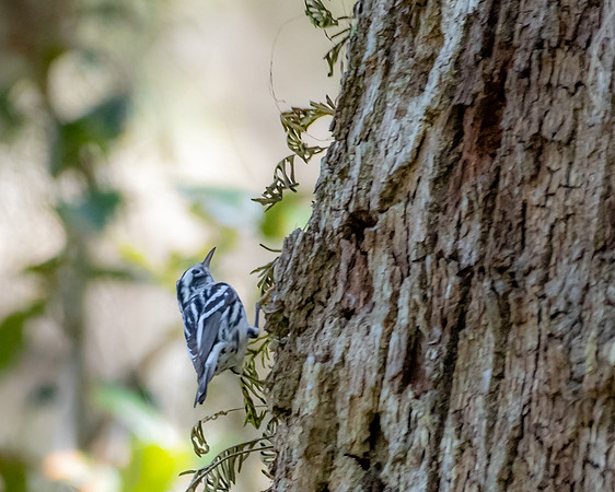 black and white warbler 2023_02_21-Edit-facebook