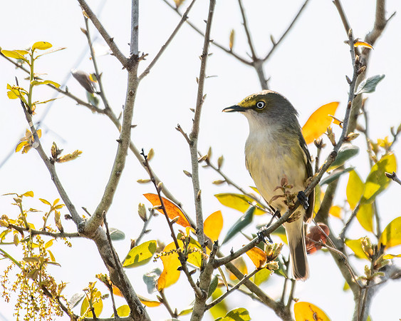 white eyed vireo 2023_03_04-Edit-facebook