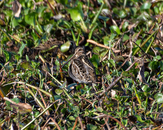 wilsons snipe 2023_03_06-facebook