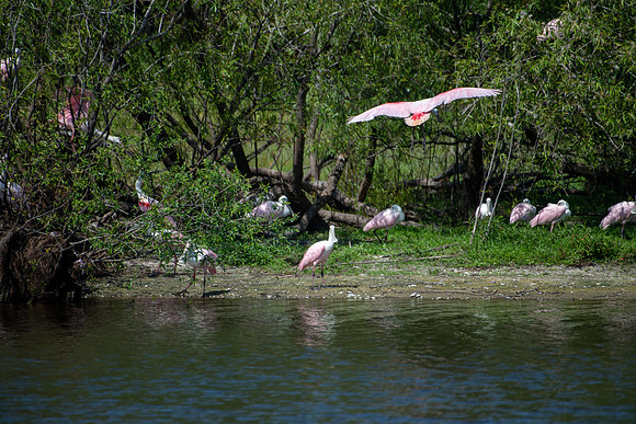 spoonbills1 2023_03_07-facebook
