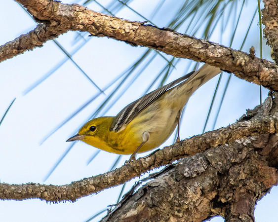 pine warbler2 2023_03_05-facebook