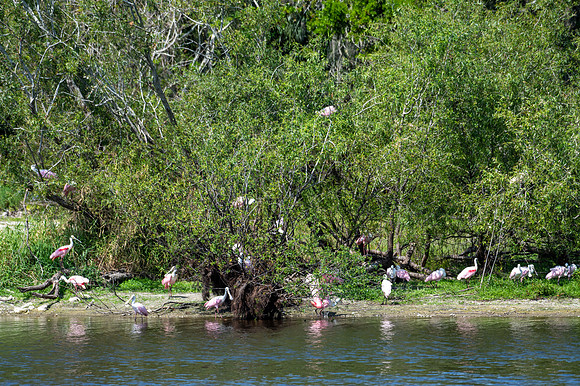 spoonbills2 2023_03_07-facebook