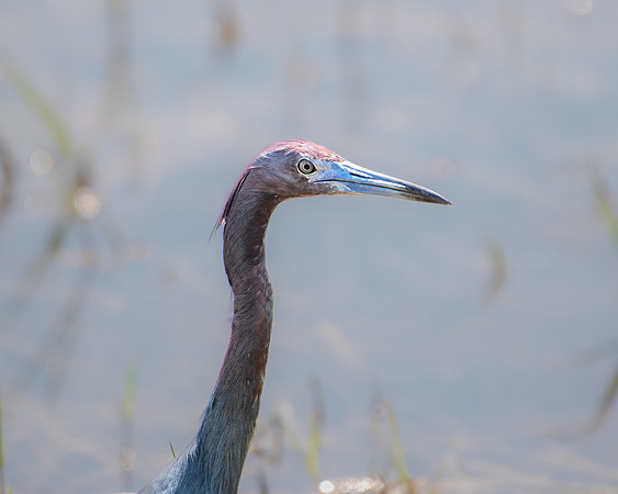 little blue heron 2023_03_04-facebook
