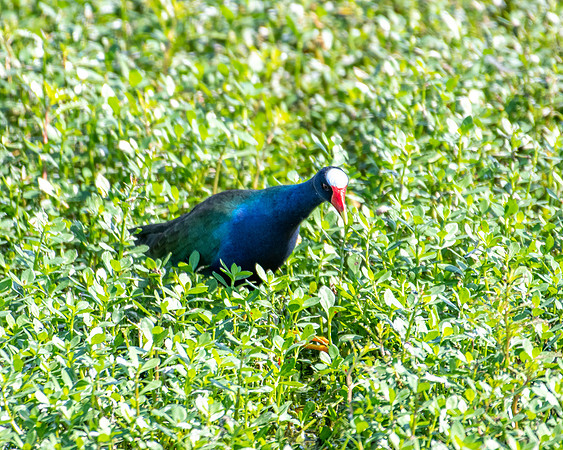 purple gallinule2 2023_03_06