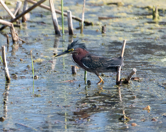 green heron2 2023_03_06-facebook