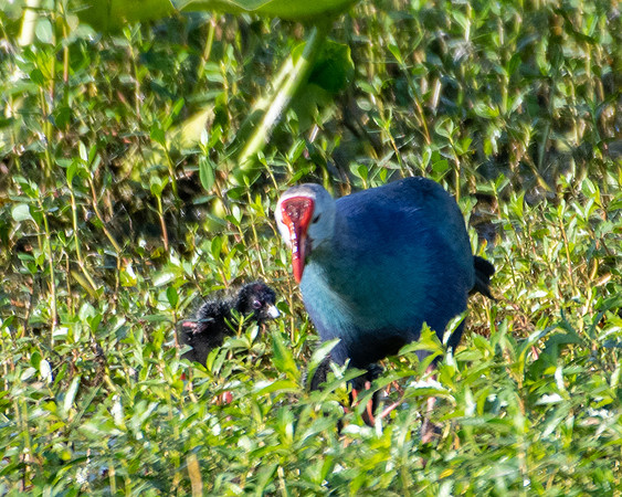 gray headed swamphen1 2023_03_06-facebook