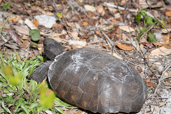 gopher tortoise 2023_03_05-facebook