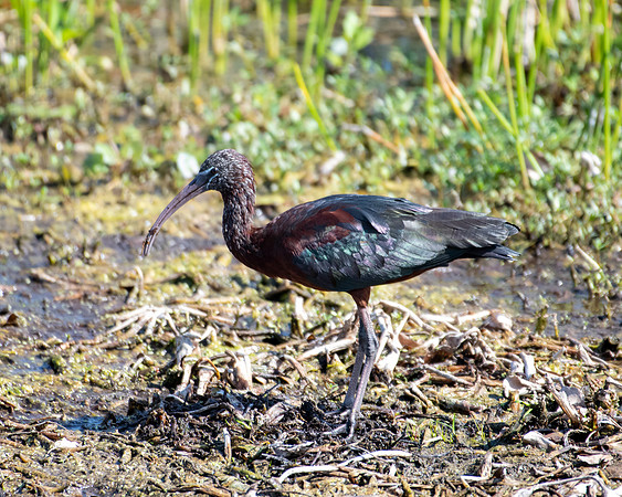 glossy ibis 2023_03_06-facebook