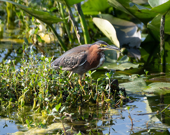 green heron1 2023_03_06-facebook