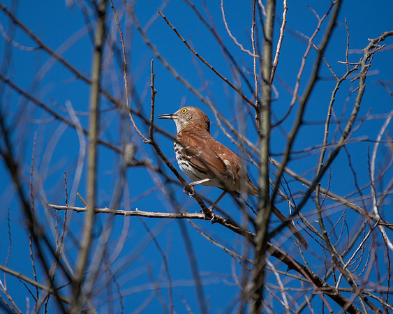 brown thrasher 2023_03_06-facebook