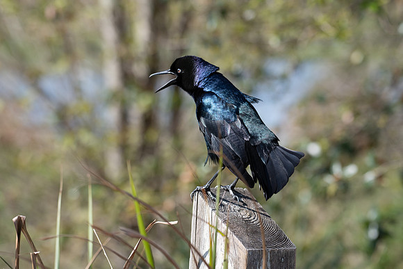 boat tailed grackle 2023_03_06-facebook