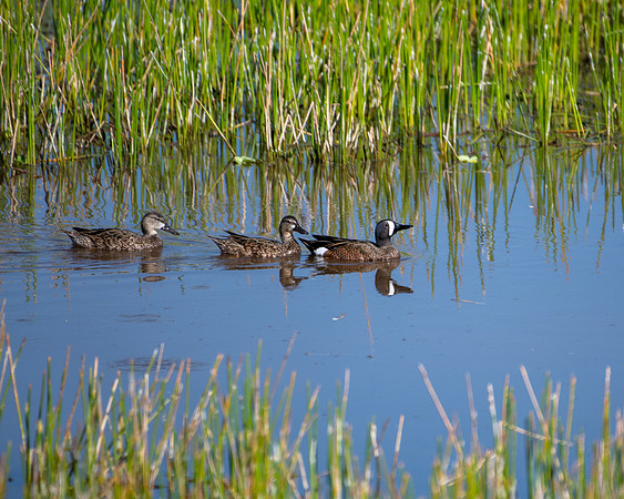 blue winged teal1 2023_03_06-facebook