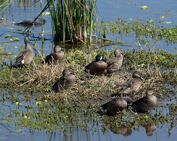 blue winged teal group 2023_03_06-facebook